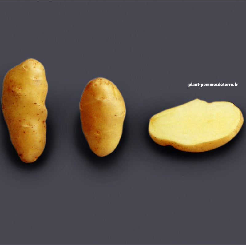 Achat plant pomme de terre B.F 15 Achat plant pomme de terre B.F 15
