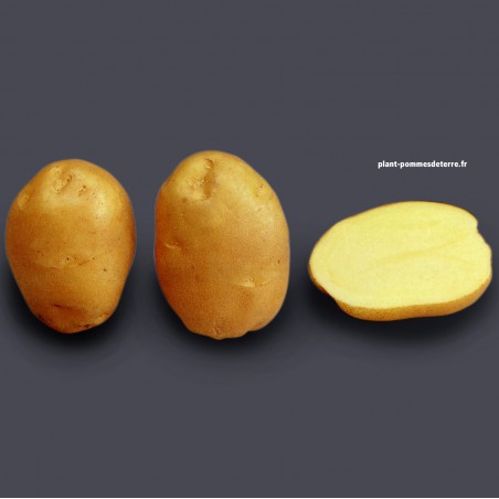 Achat plant pomme de terre Ostara