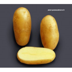 Achat plant pomme de terre Amandine