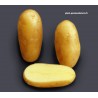 Achat plant pomme de terre Amandine