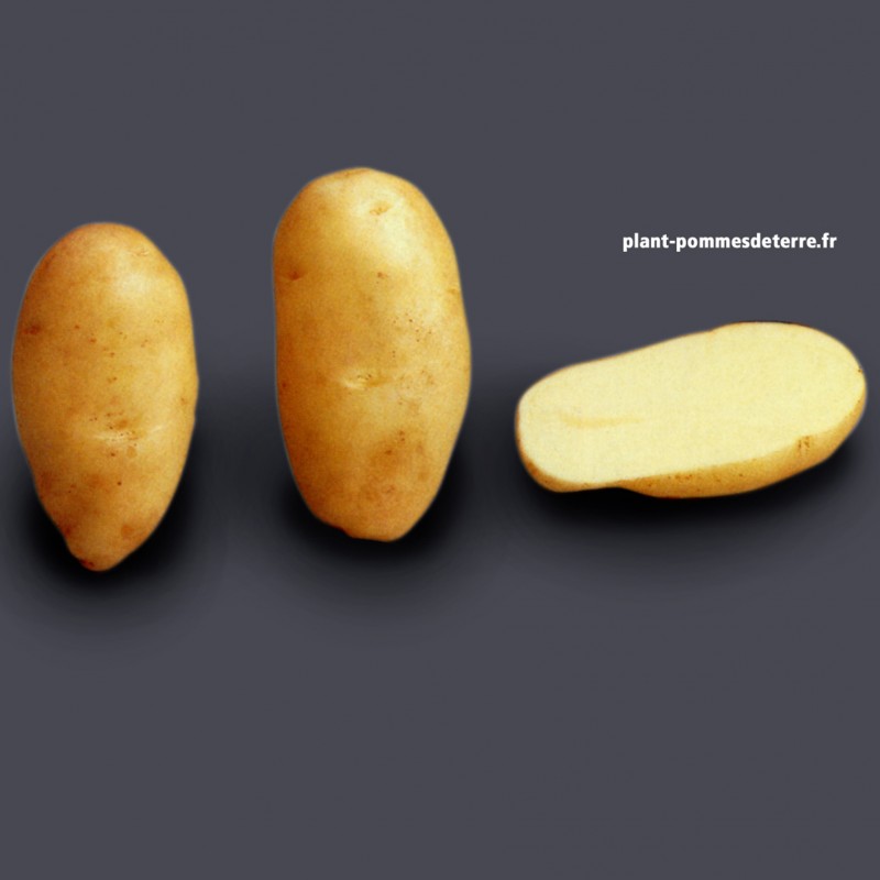 Achat plant pomme de terre Liseta Achat plant pomme de terre Liseta
