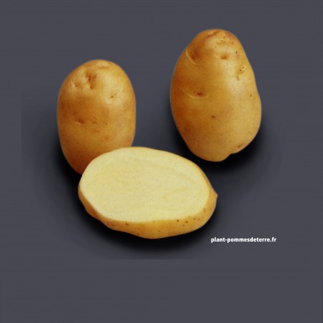 Achat plant pomme de terre Bintje Bio