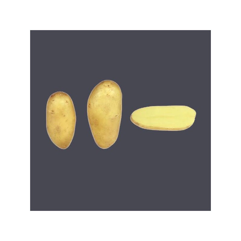 Achat plant pomme de terre Amandine Achat plant pomme de terre Amandine