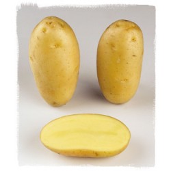 ANOË