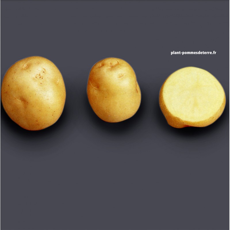 Achat plant pomme de terre Sirtema Achat plant pomme de terre Sirtema