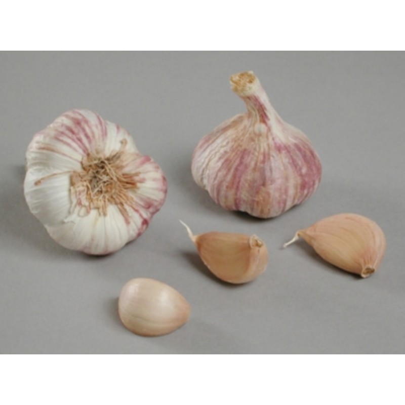 Achat plant ail Germidour Achat plant ail Germidour