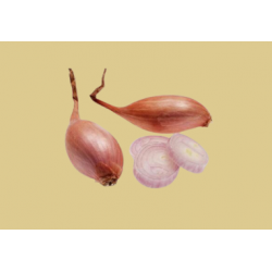Griselle Non Traité