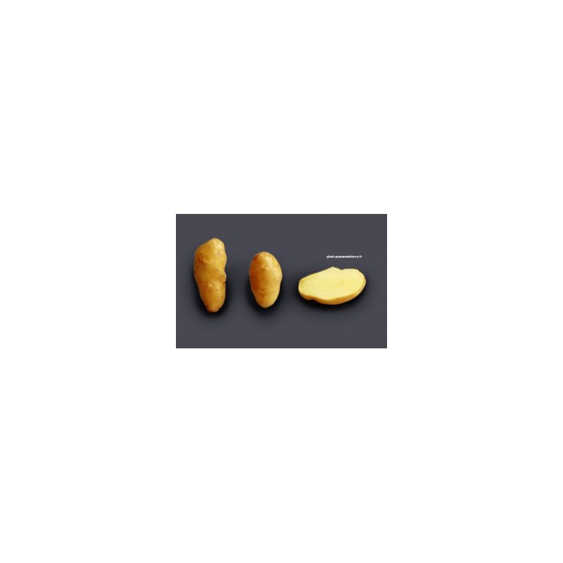 Achat semence de pomme de terre BF15 sur plantpommesdeterre.fr