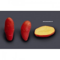 Achat plant pomme de terre Franceline