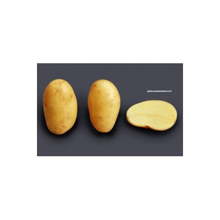Achat plant pomme de terre O'sirene