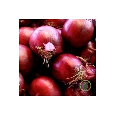 ☺200 graines d oignon rouge karmen