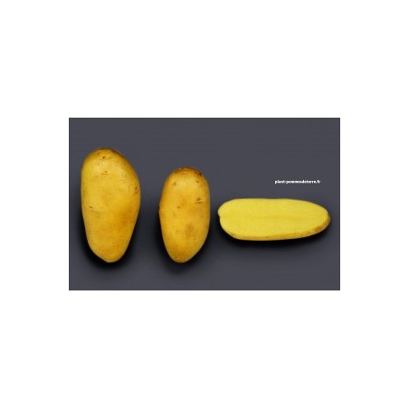 Achat plant pomme de terre Allians Bio
