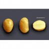 Achat plant pomme de terre Apollo Bio