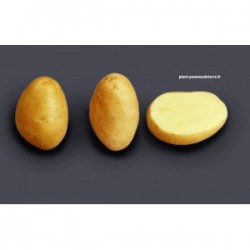 Achat plant pomme de terre Monalisa Bio