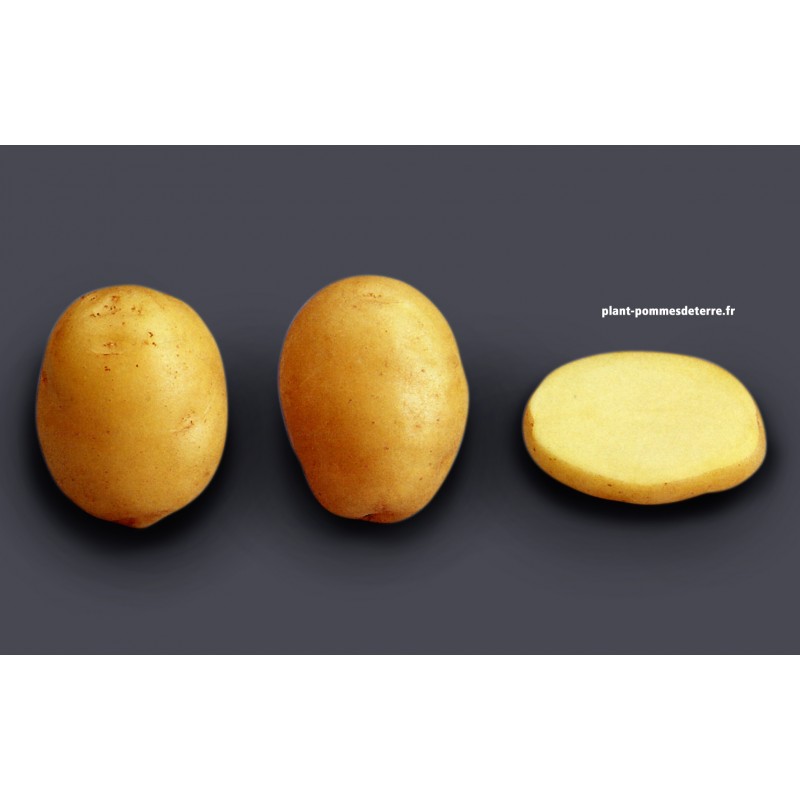 Potato plant AGATA - an early variety with tender flesh!
