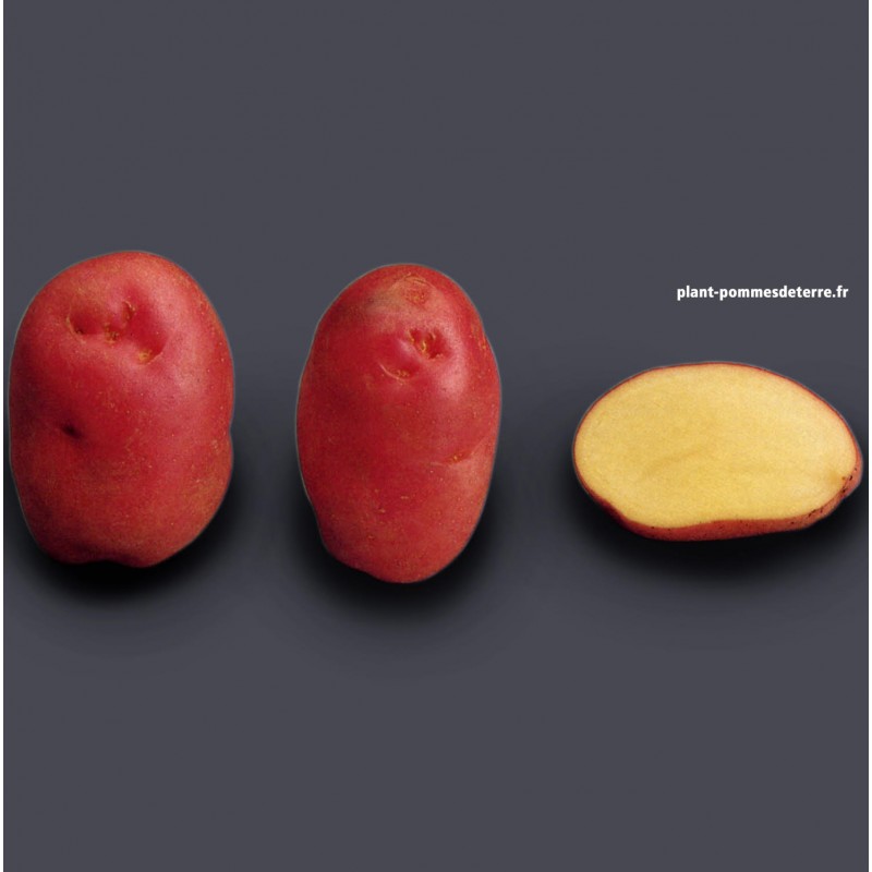 Achat plant pomme de terre Désirée Bio Achat plant pomme de terre Désirée Bio