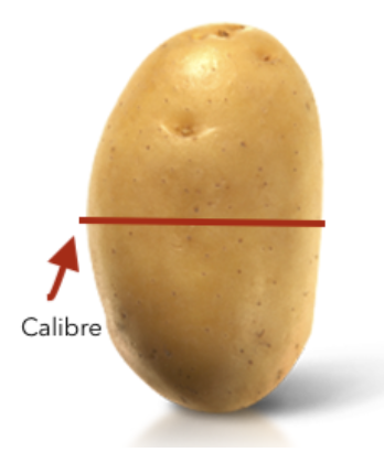 Mesure calibre pommes de terre