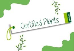 POURQUOI UTILISER DES PLANTS CERTIFIES ?