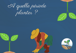 A quelle période planter vos semences de pommes de terre ?